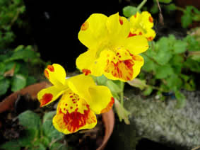 Mimulus guttatus